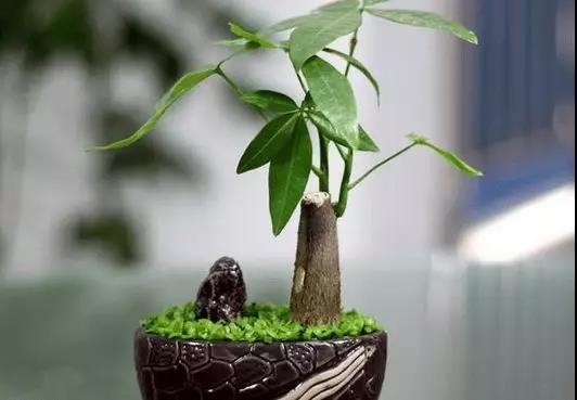 家具头条|在家养植物的风水知识